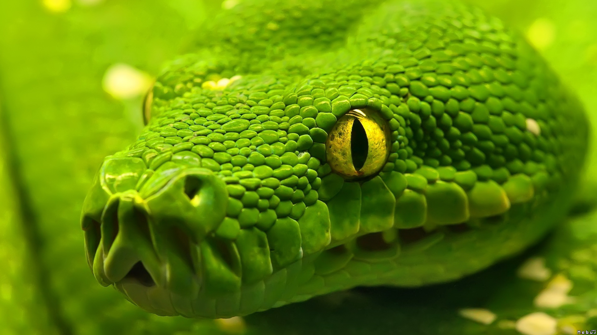 Fonds d'cran Animaux Serpents 