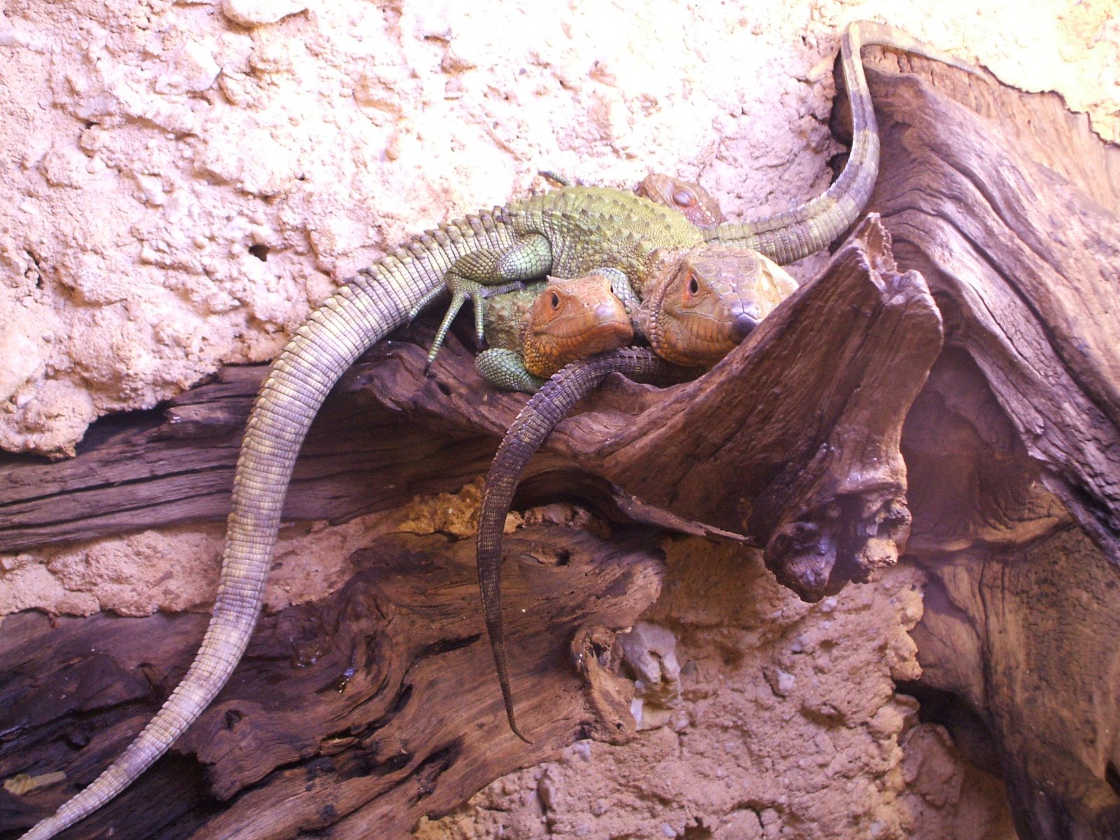 Wallpapers Animals Lizards - Iguanas 