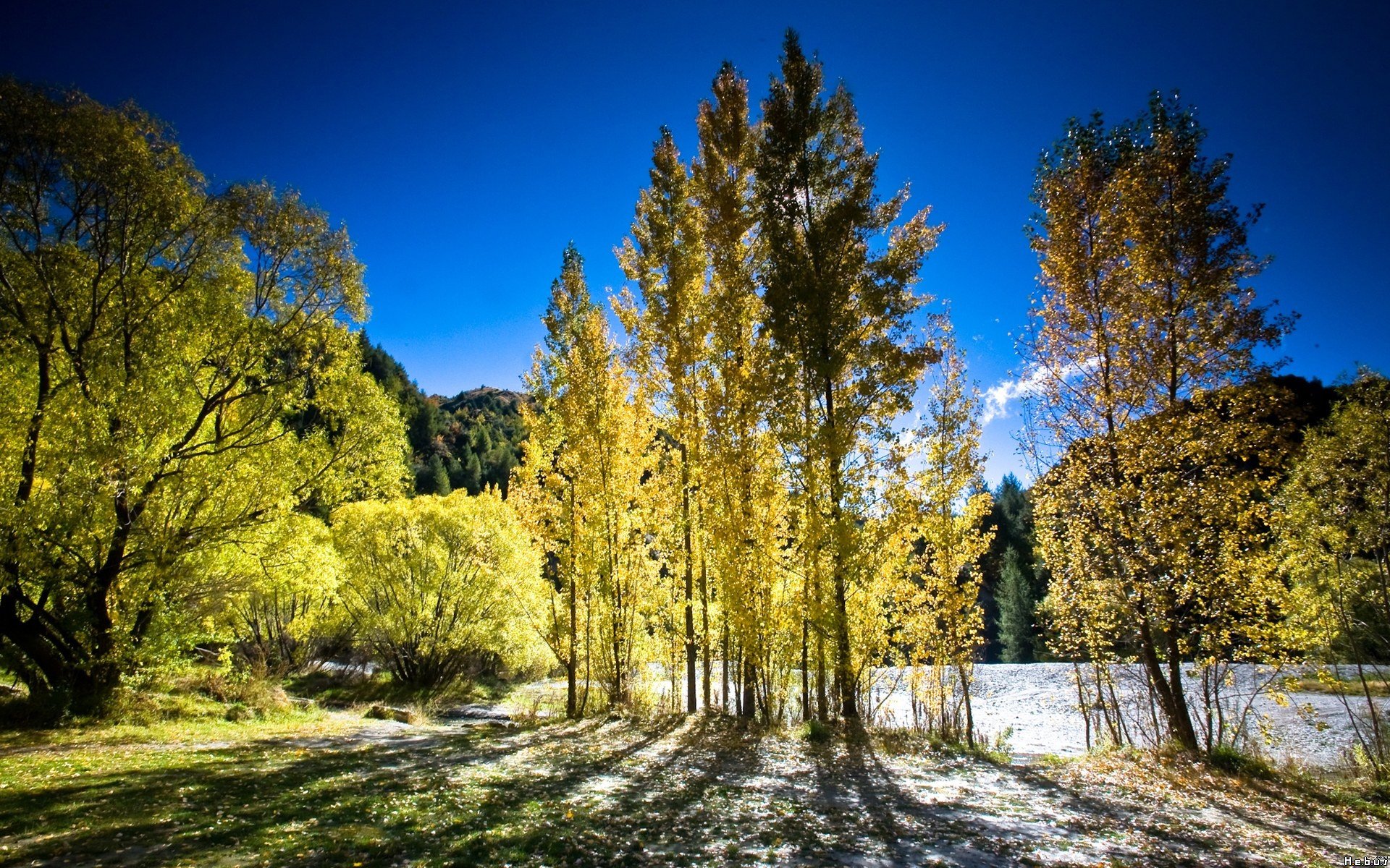 Fonds d'cran Nature Arbres - Forts 