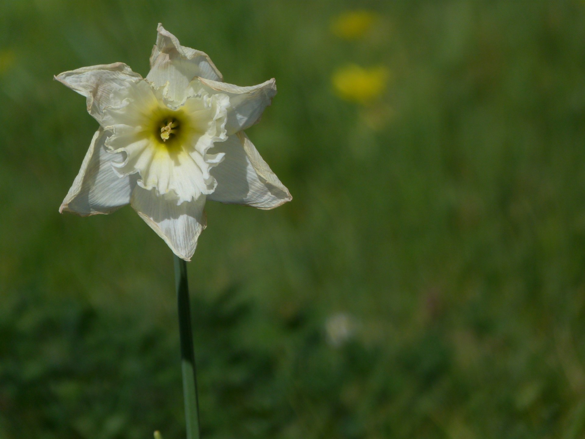 Fonds d'cran Nature Fleurs 