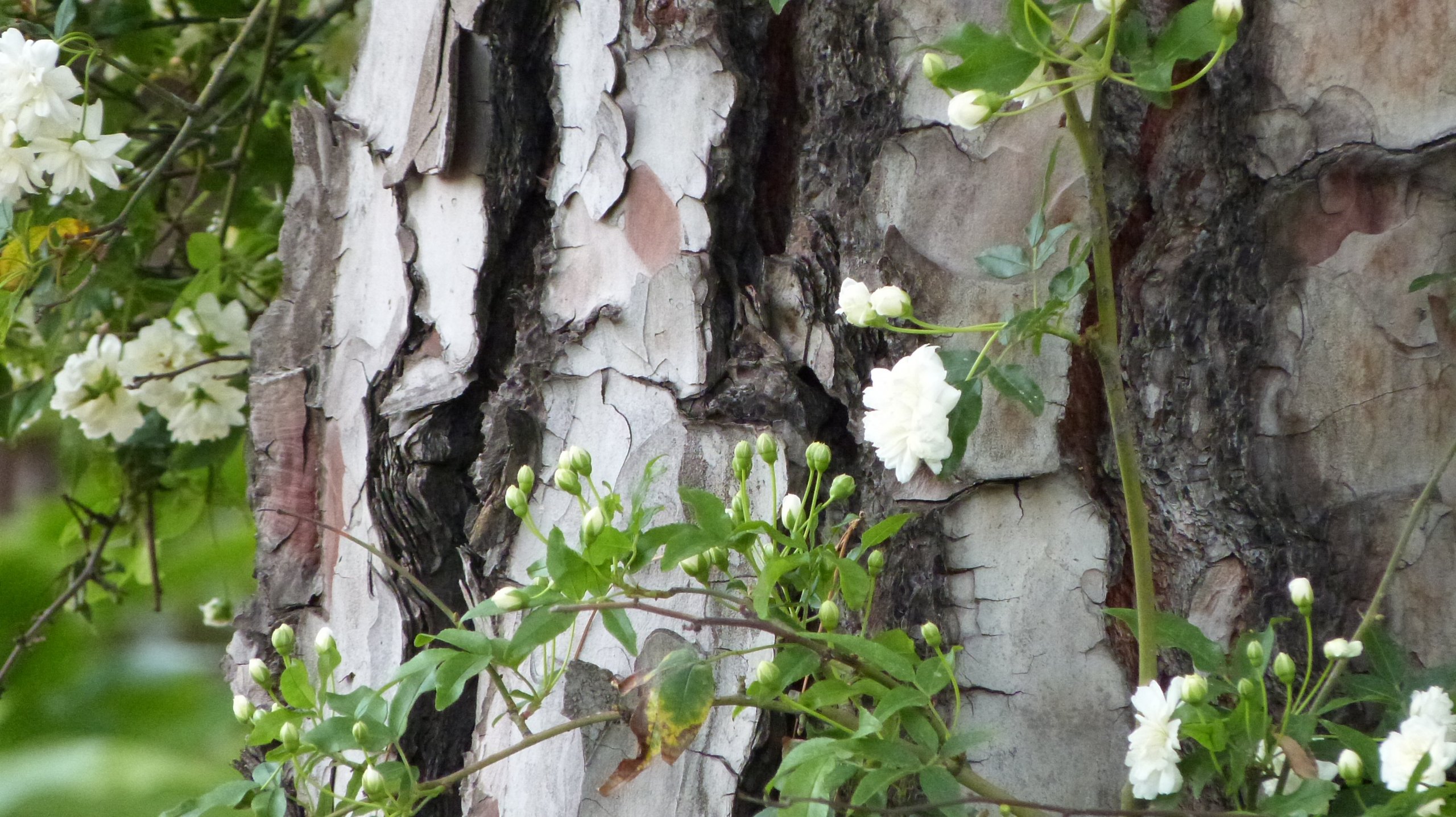 Fonds d'cran Nature Arbres - Forts 