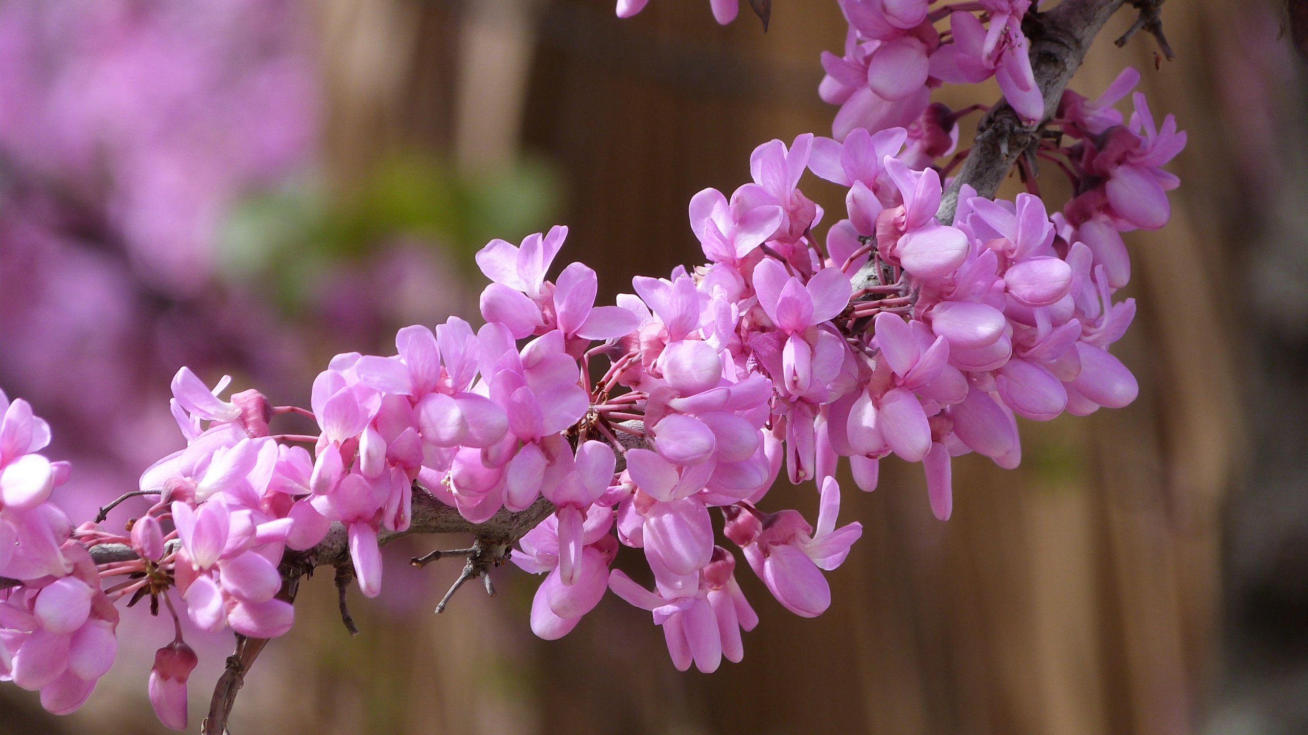 Fonds d'cran Nature Fleurs 