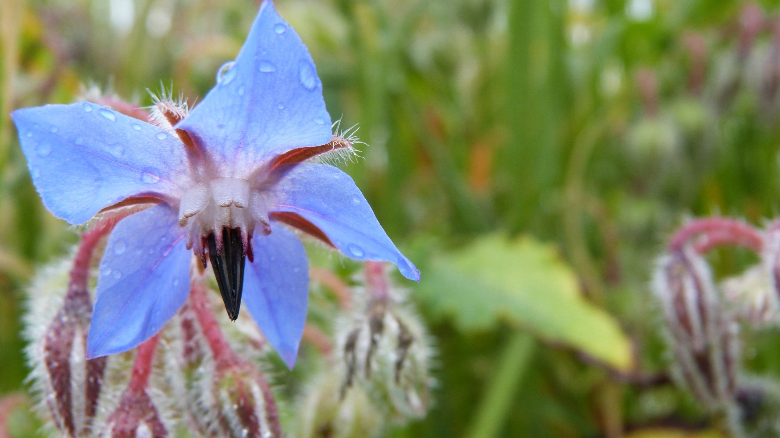 Fonds d'cran Nature Fleurs 