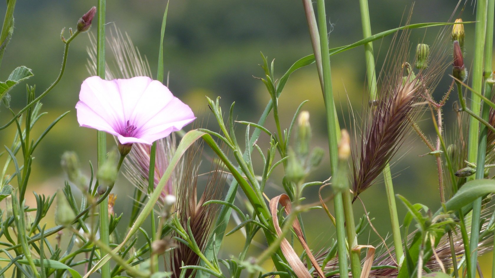 Fonds d'cran Nature Fleurs 