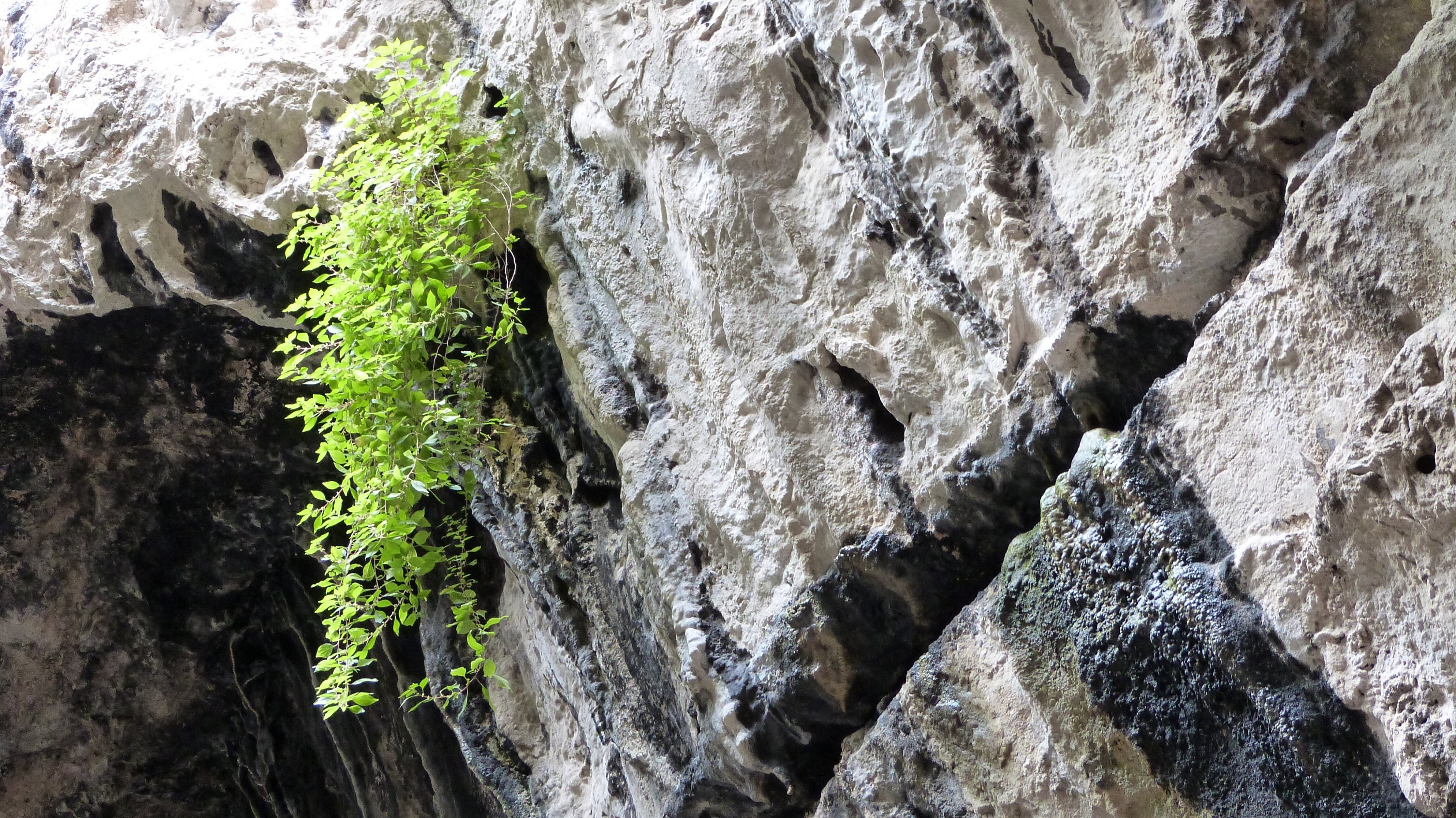 Wallpapers Nature Rocks - Stones - Sand Survie dans un milieu hostile