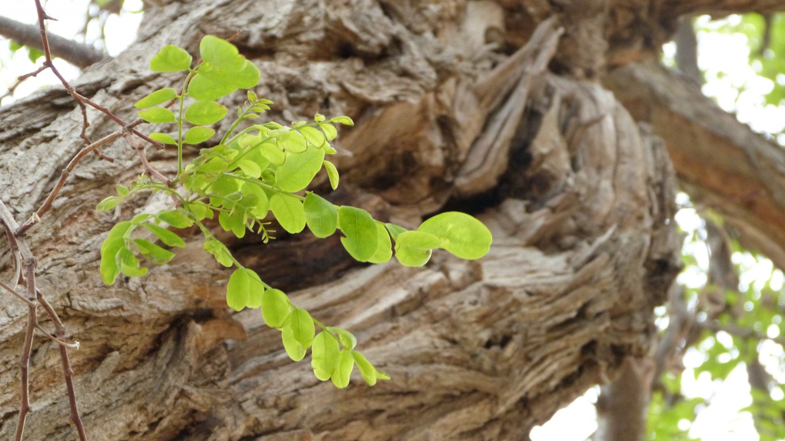 Wallpapers Nature Leaves - Foliage 