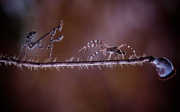 Fonds d'cran Animaux Araignes Wallpaper N298366