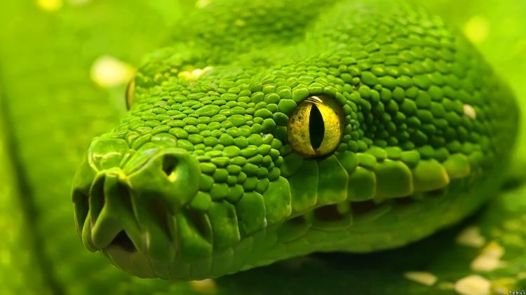 Fonds d'cran Animaux Serpents Wallpaper N298676