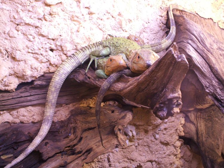 Wallpapers Animals Lizards - Iguanas Wallpaper N298641