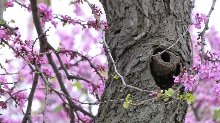 Fonds d'cran Nature Arbres - Forts Au temps des fleurs