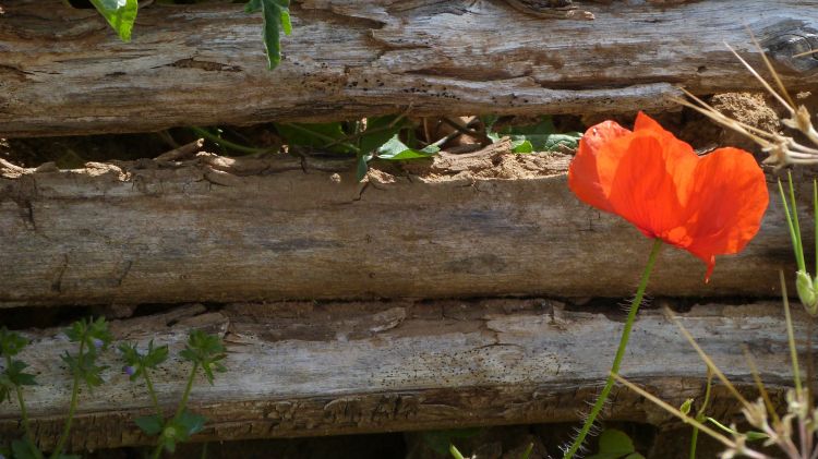 Wallpapers Nature Flowers Joli Coquelicot Madame, Joli Coquelicot Monsieur