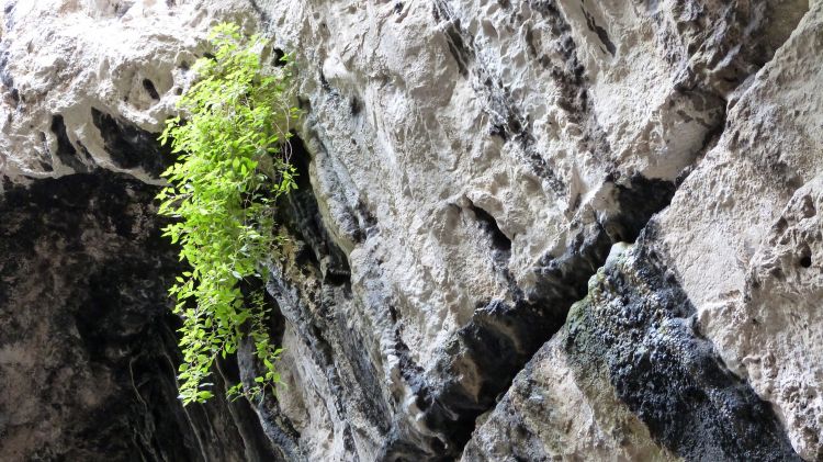 Fonds d'cran Nature Roches - Pierres - Sables Survie dans un milieu hostile