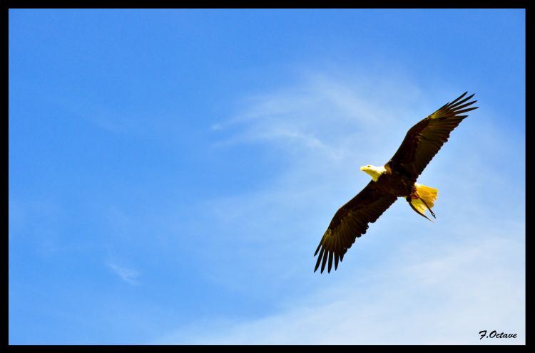 Fonds d'cran Animaux Oiseaux - Aigles Aigle royal