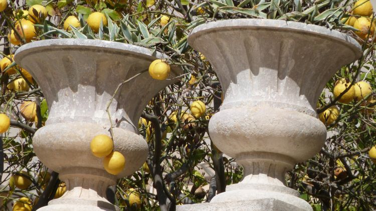 Wallpapers Nature Fruits Les Citroniers nous envahissent!