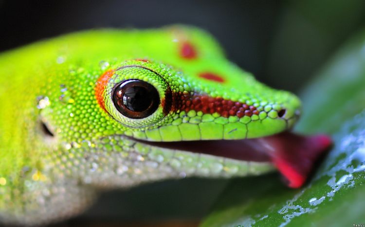 Fonds d'cran Animaux Lzards - Iguanes Wallpaper N298484