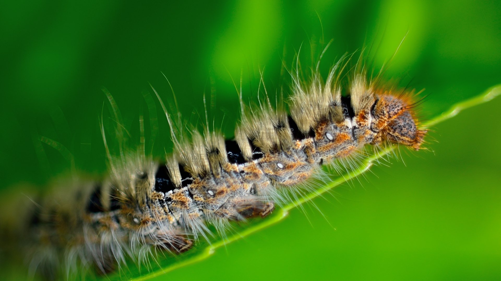 Wallpapers Animals Insects - Caterpillars Futur papillon ?!