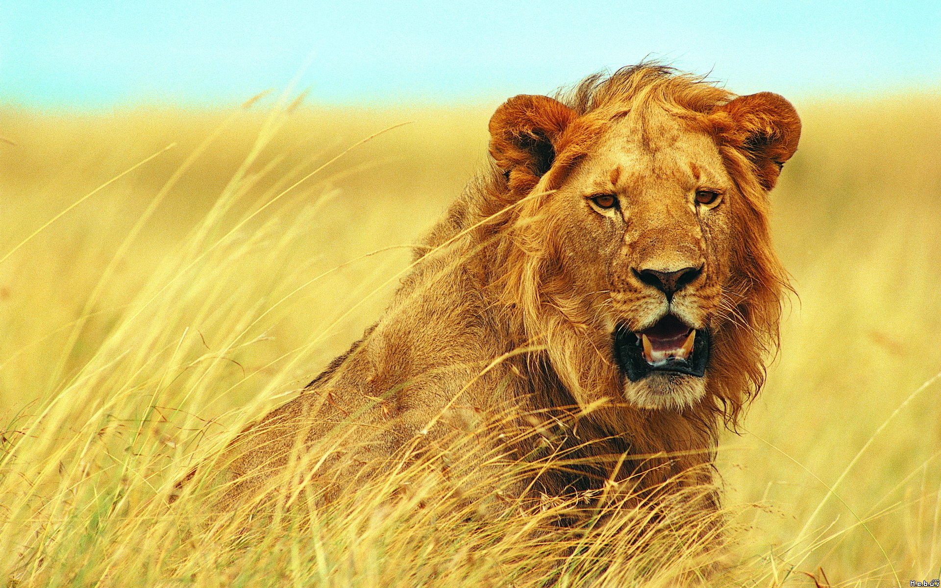 Fonds d'cran Animaux Flins - Lions 