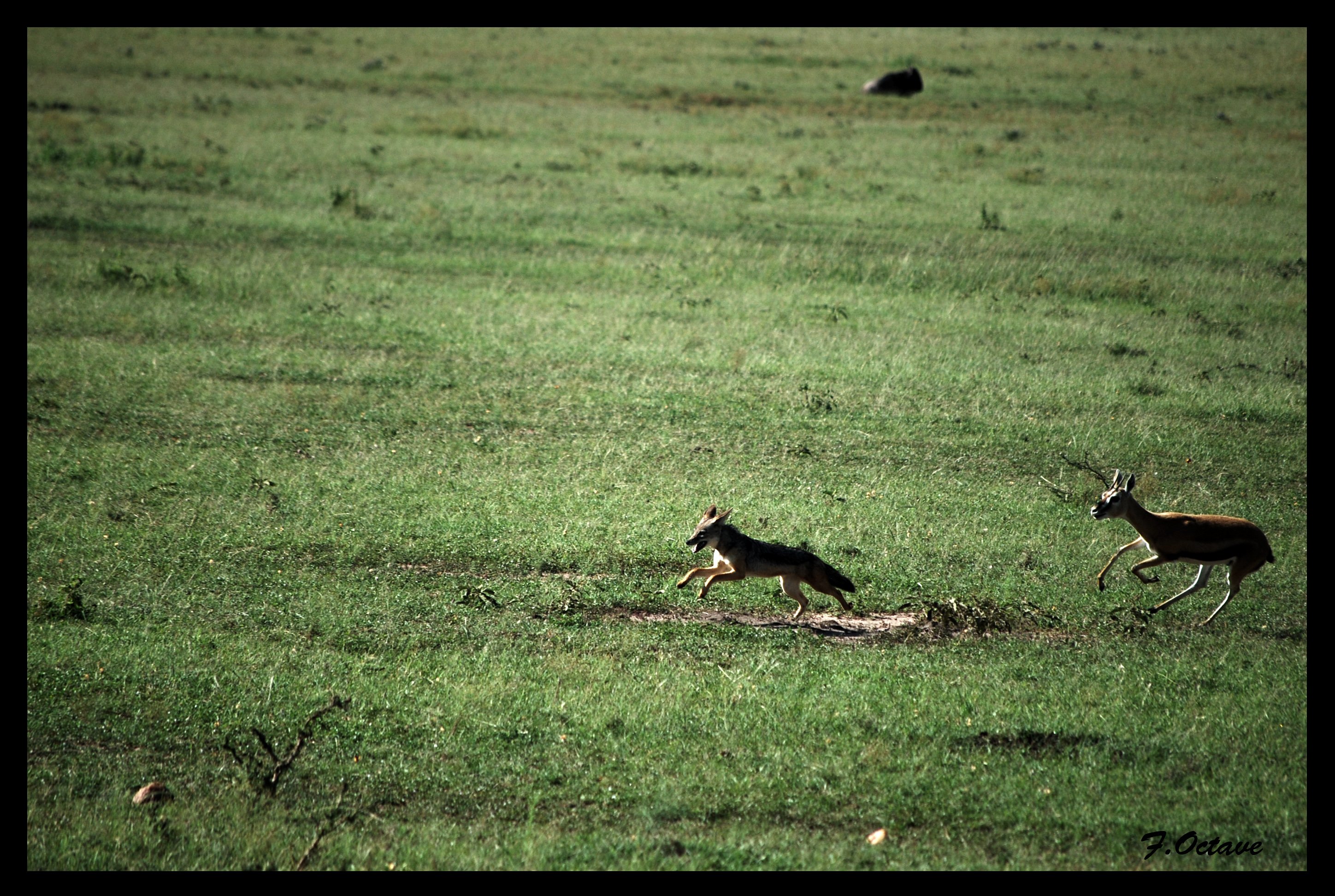 Wallpapers Animals Gazelles Chacal