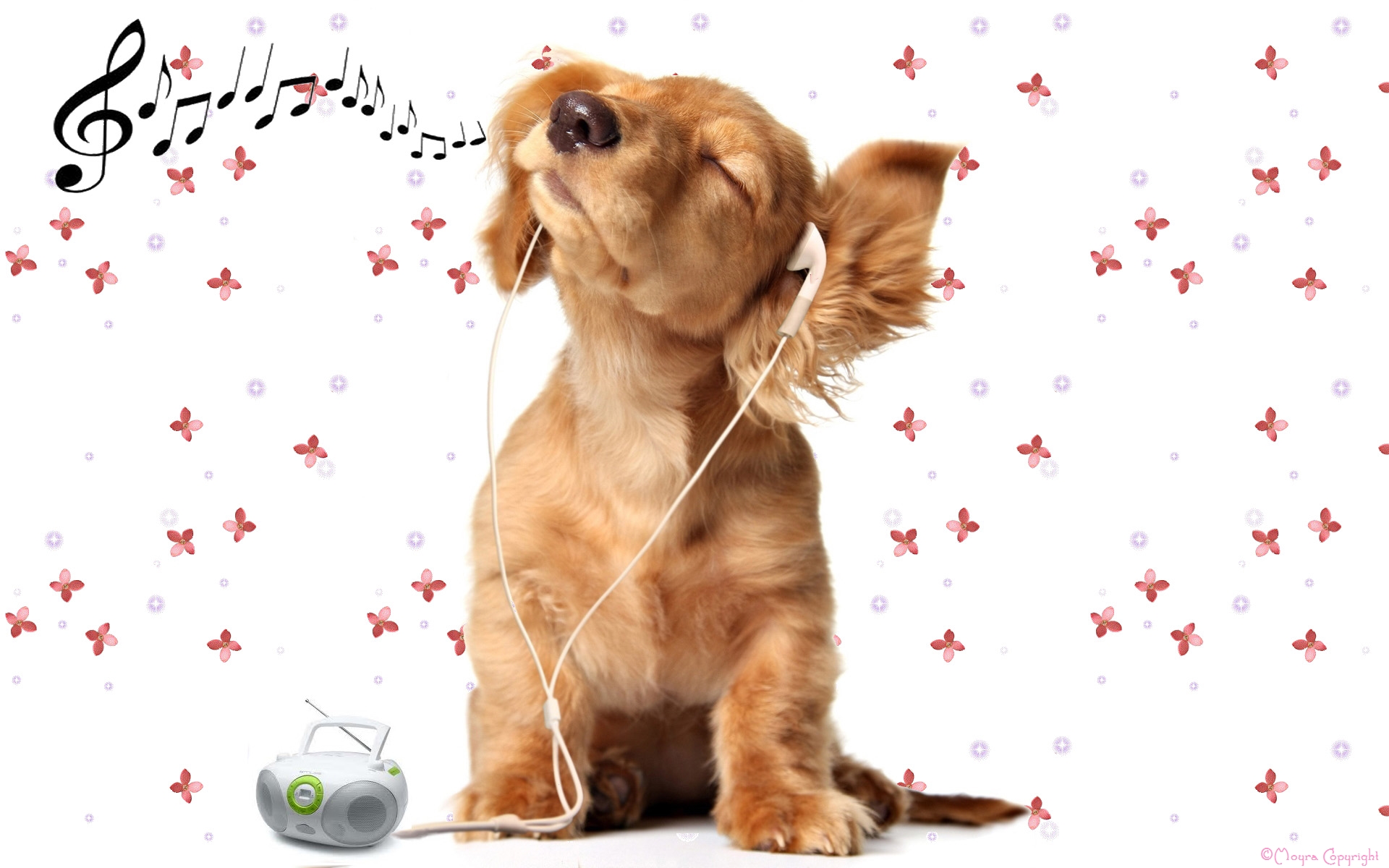 Wallpapers Animals Dogs Music is my life - La musique est toute ma vie