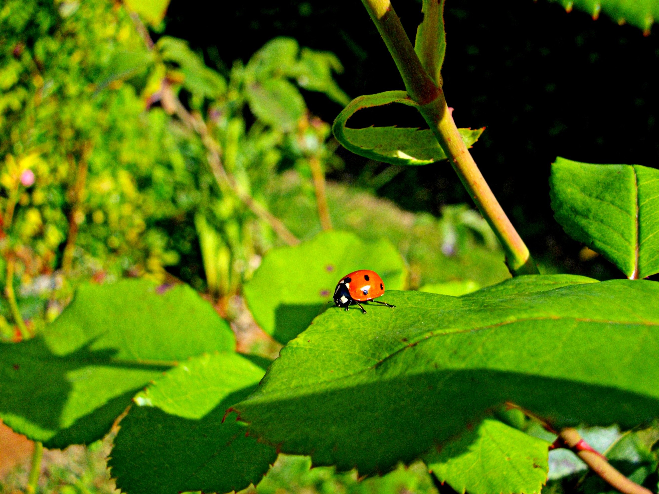 Fonds d'cran Animaux Insectes - Coccinelles un amour de coccinelle