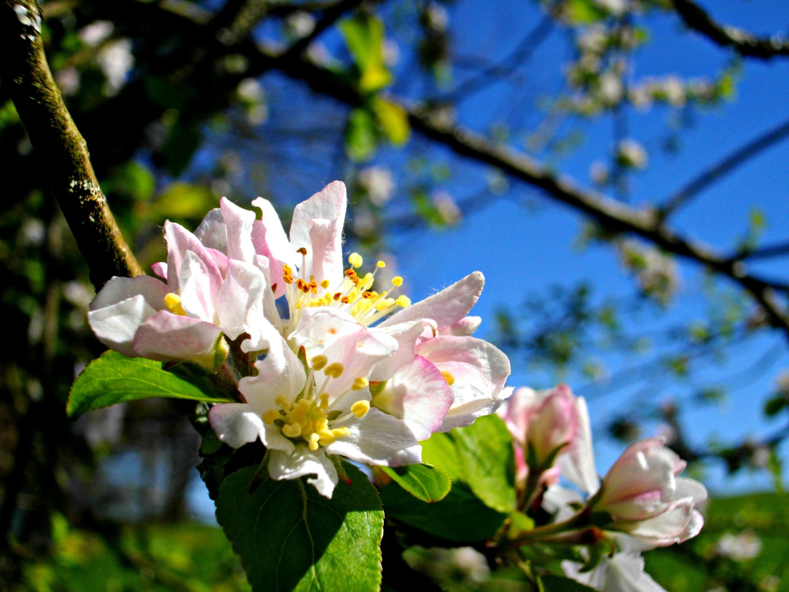 Wallpapers Nature Flowers  fleurs ton pastel