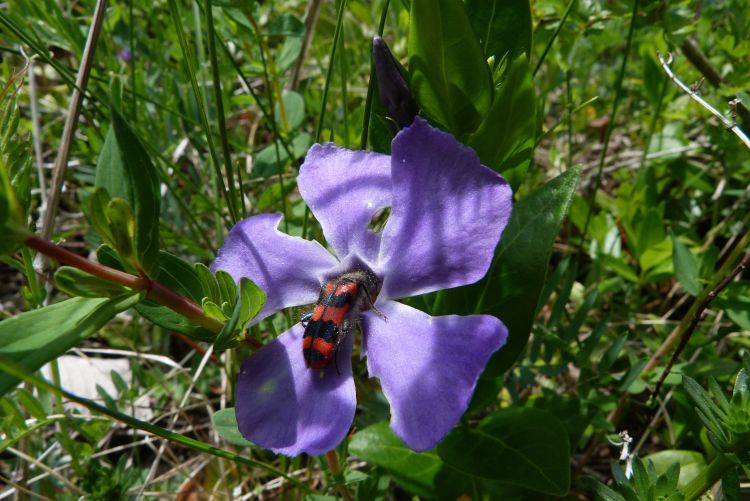 Fonds d'cran Nature Fleurs une simple visite chez Madame Pervenche 