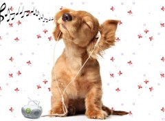  Animaux Music is my life - La musique est toute ma vie