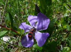  Nature une simple visite chez Madame Pervenche 