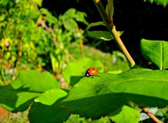  Animaux un amour de coccinelle