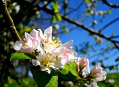  Nature  fleurs ton pastel