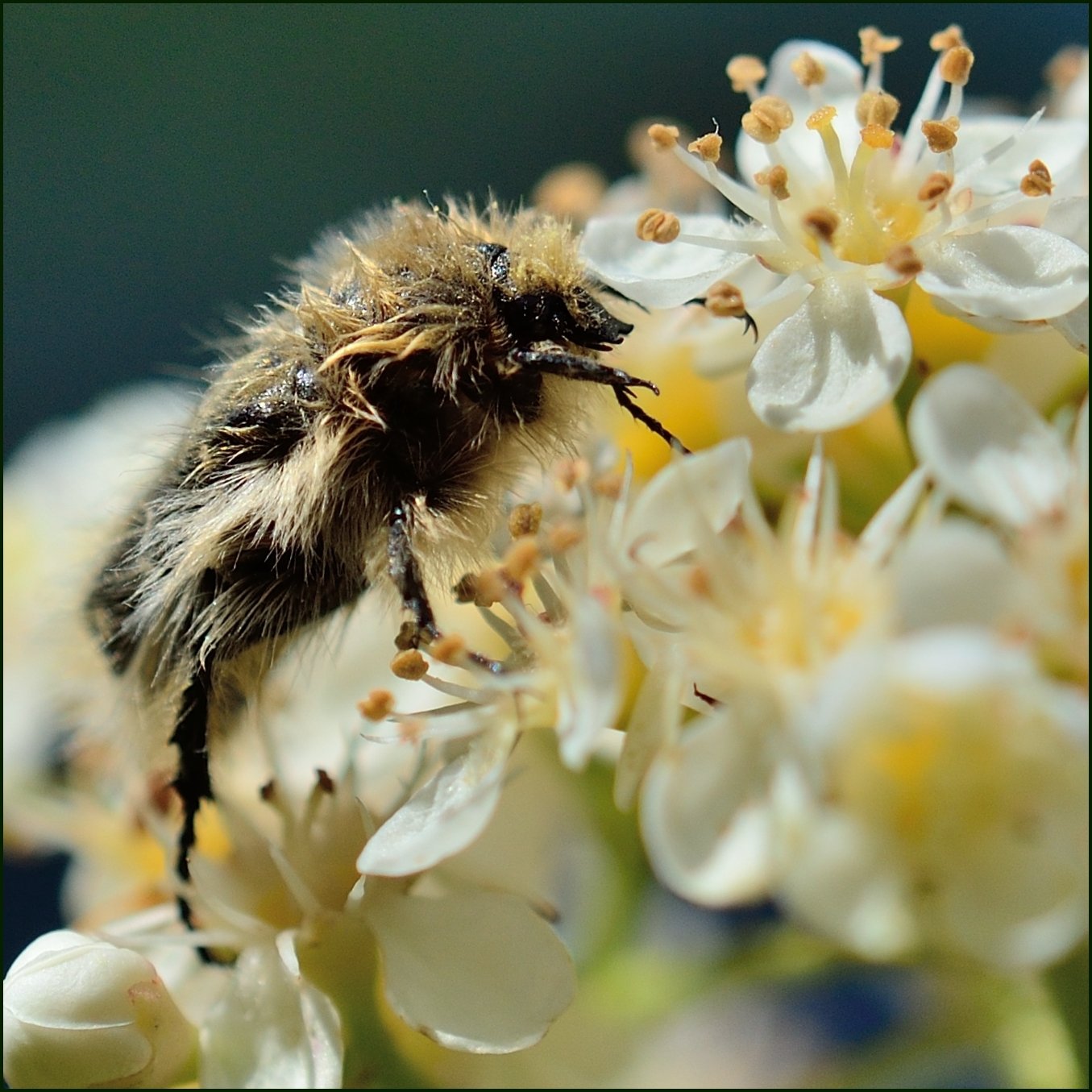 Fonds d'cran Animaux Insectes - Divers Petit coloptre butinant....