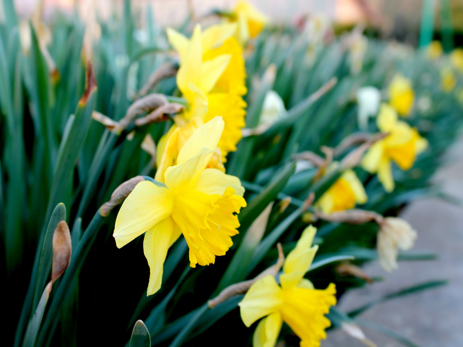 Wallpapers Nature Flowers Jaune, couleur du bonheur!