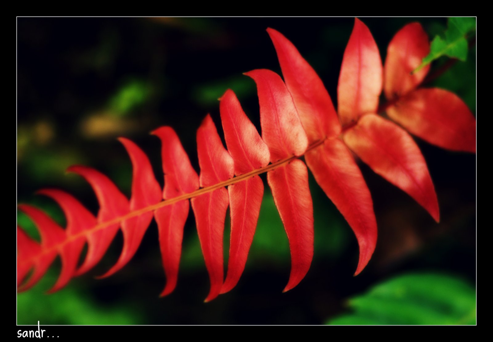 Wallpapers Nature Leaves - Foliage red's nature