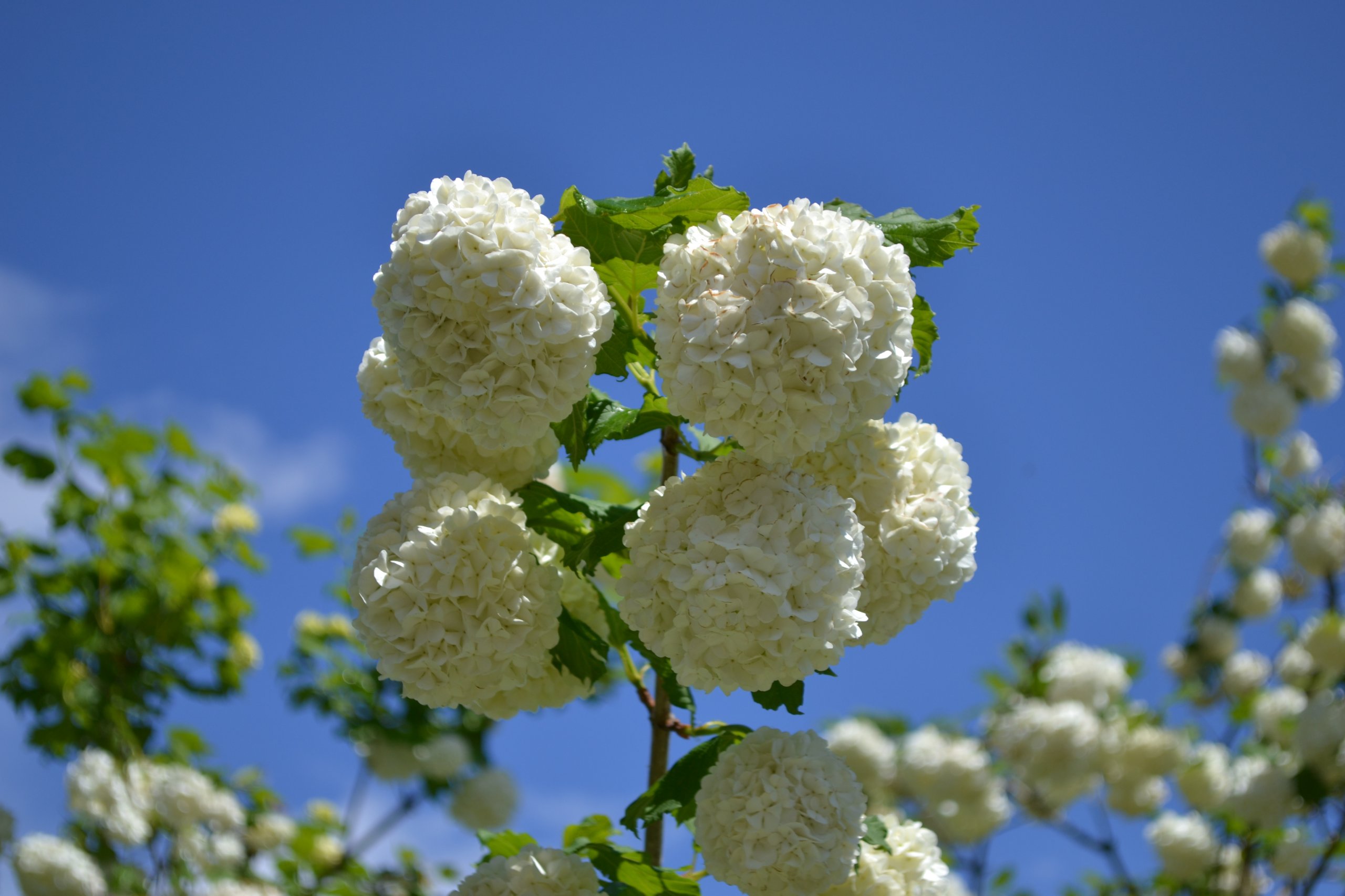 Fonds d'cran Nature Fleurs 