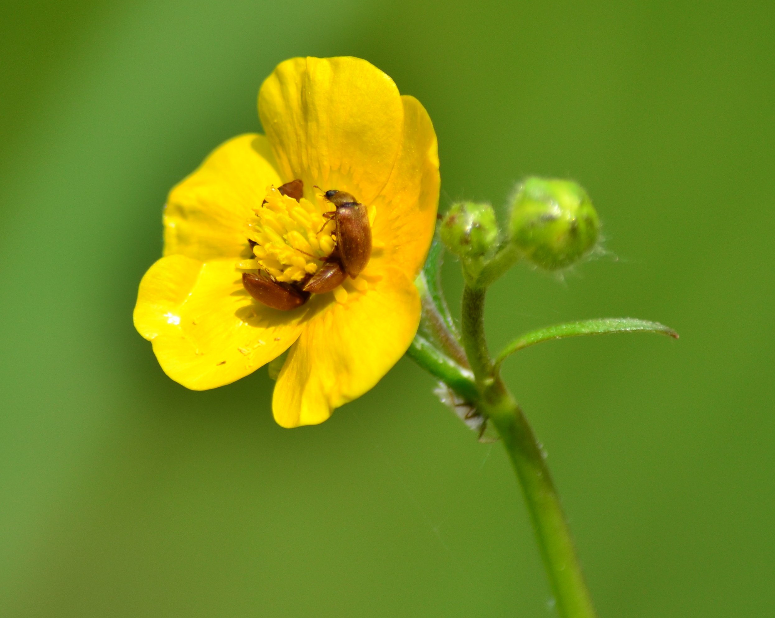 Wallpapers Nature Flowers 