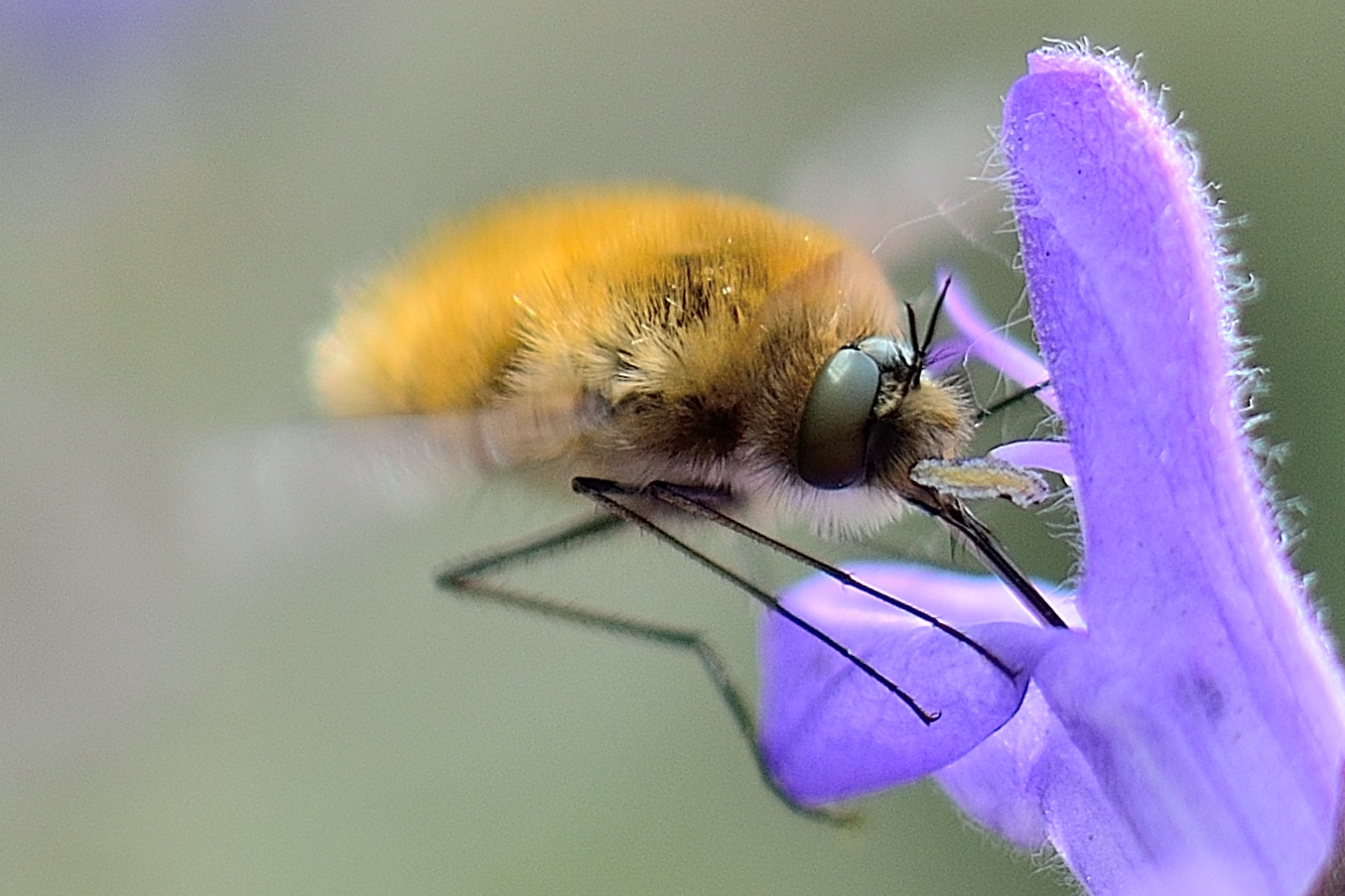 Wallpapers Animals Insects - Bombyles Petit bombyle au travail