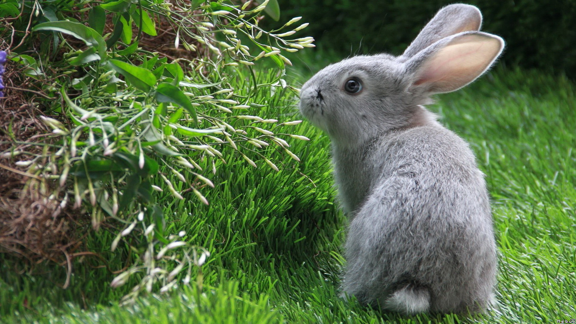 Wallpapers Animals Rabbits 