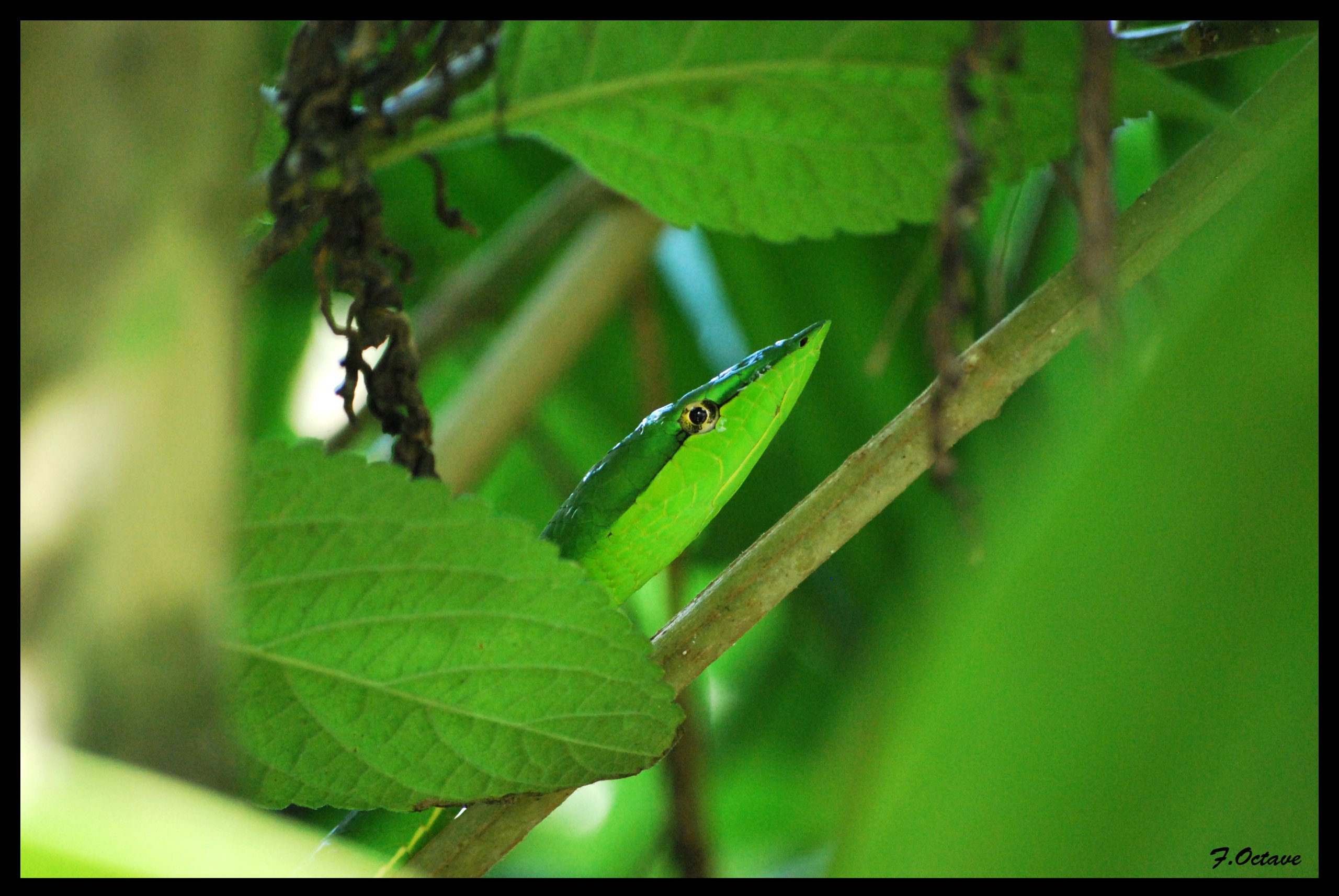 Wallpapers Animals Snakes Greensnake