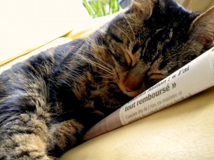 Fonds d'cran Animaux Chats - Chatons Sleep On The Current Events