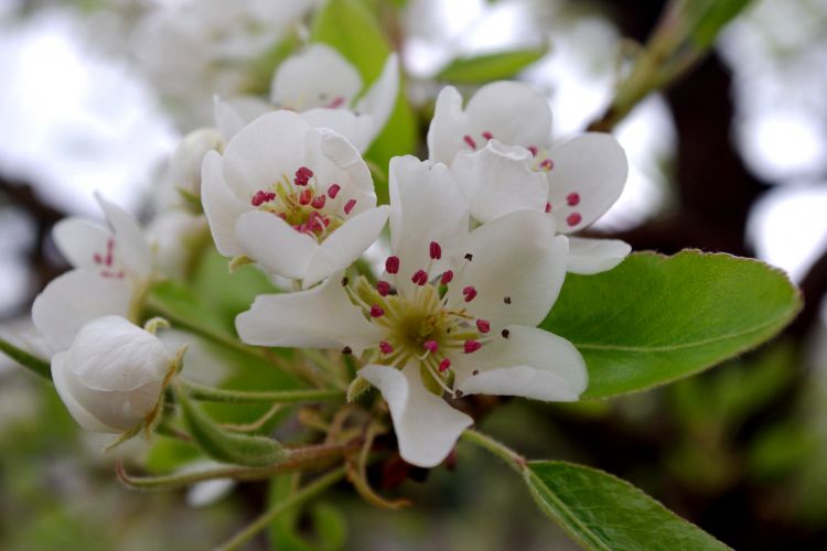 Fonds d'cran Nature Fleurs Fleurs de poirier