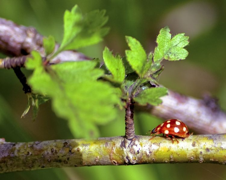 Fonds d'cran Animaux Insectes - Coccinelles Wallpaper N298826