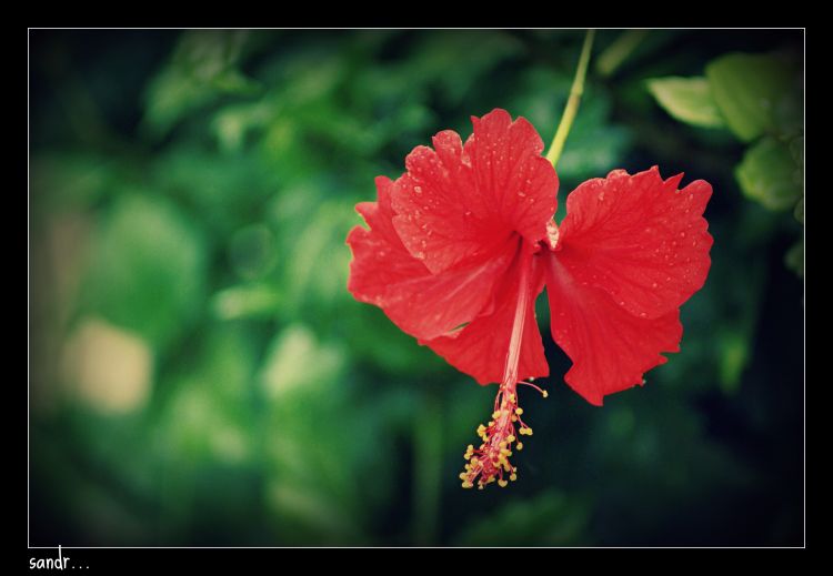 Wallpapers Nature Flowers fleur de ganesh