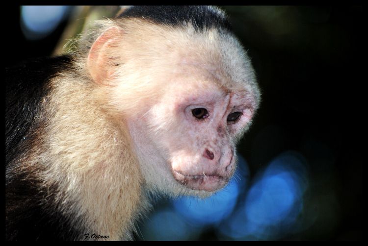 Fonds d'cran Animaux Singes Capucin