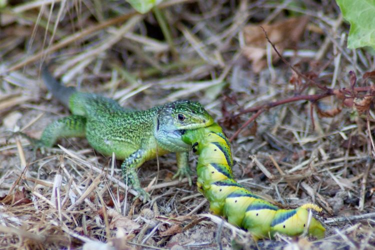 Fonds d'cran Animaux Lzards - Iguanes un monde cruel .... mais il faut bien manger.... !