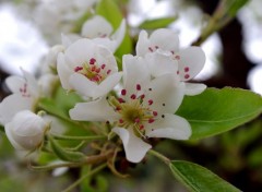  Nature Fleurs de poirier