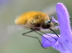  Animals Petit bombyle au travail