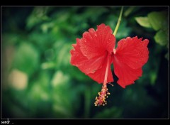  Nature fleur de ganesh