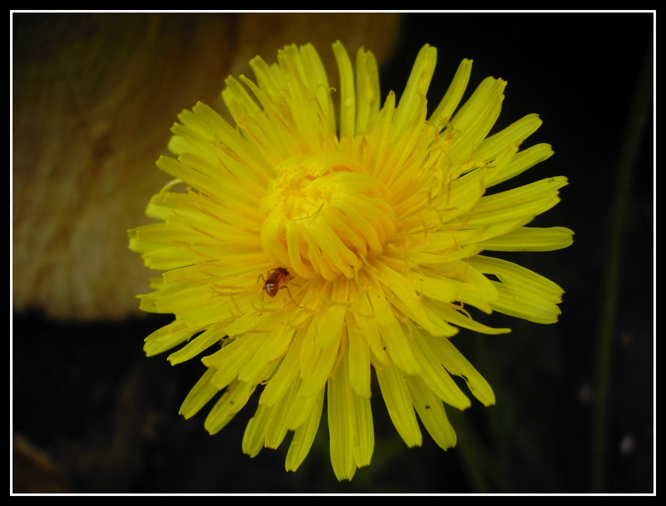 Fonds d'cran Animaux Insectes - Fourmis 