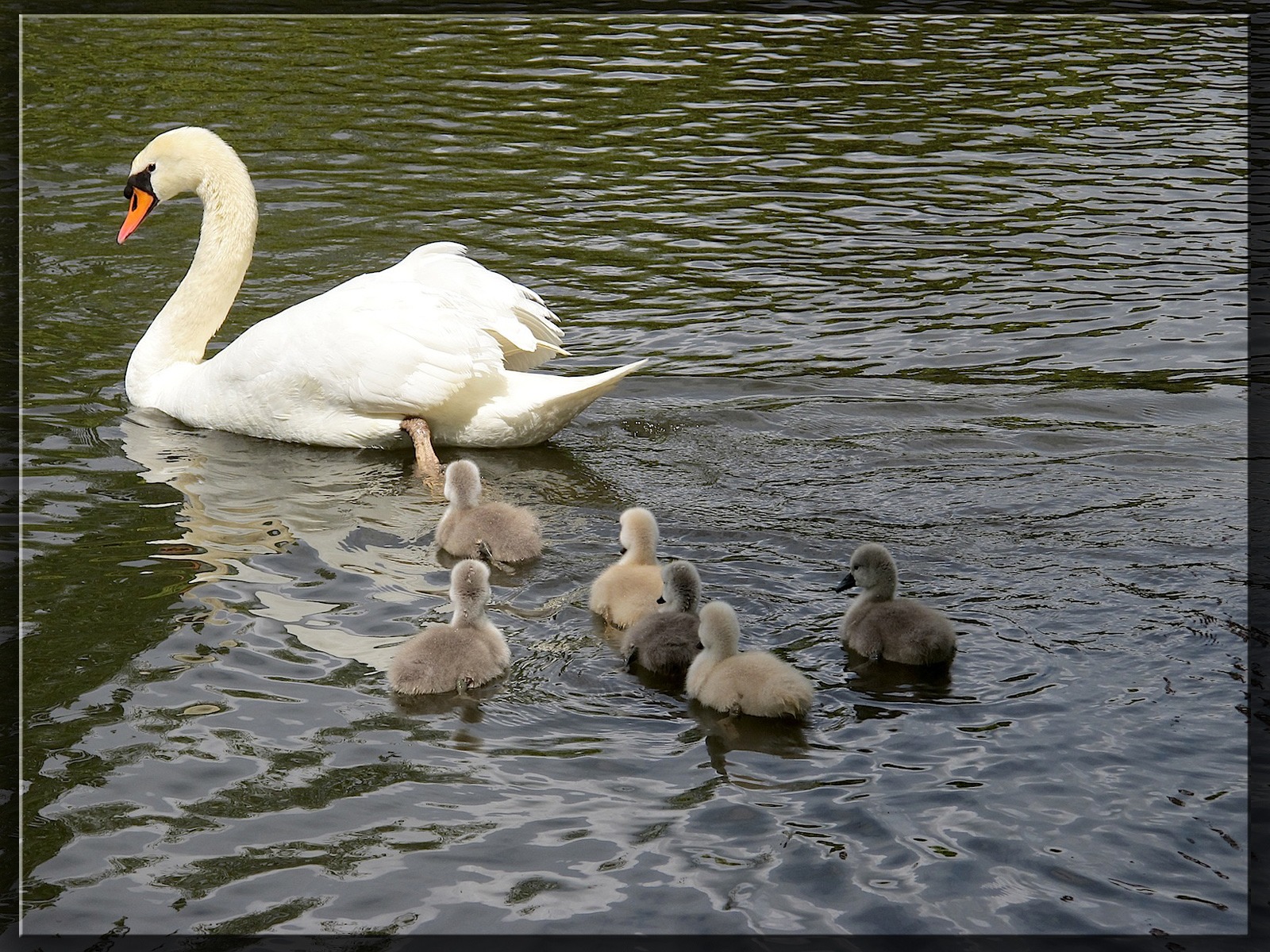 Wallpapers Animals Birds - Swans 