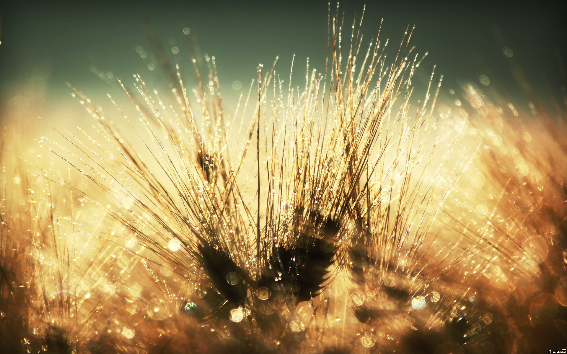 Fonds d'cran Nature Champs - Prairies 